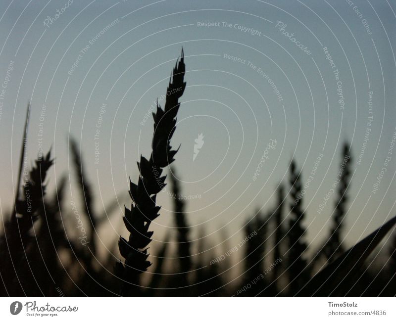 wheat field Wheat Evening Sky Grain Dusk