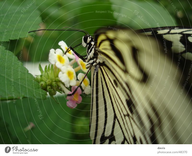 Butterfly at breakfast Flower Plant Green Black White Delicious Close-up Animal Insect Macro (Extreme close-up) Flying eat Nutrition