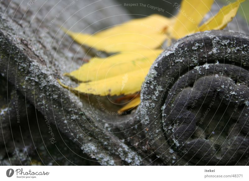 Transience in stone Cemetery Tombstone Leaf Autumn Grave Dark Stuttgart Hoppenlau cemetery Crypt Weathered Stone Mushroom Putrefy Death