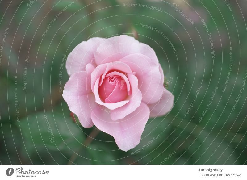 Pink red rose in full bloom with soft light green background pink Blossom rosales Nature Fragrance pretty Colour photo Exterior shot Romance Plant Flower