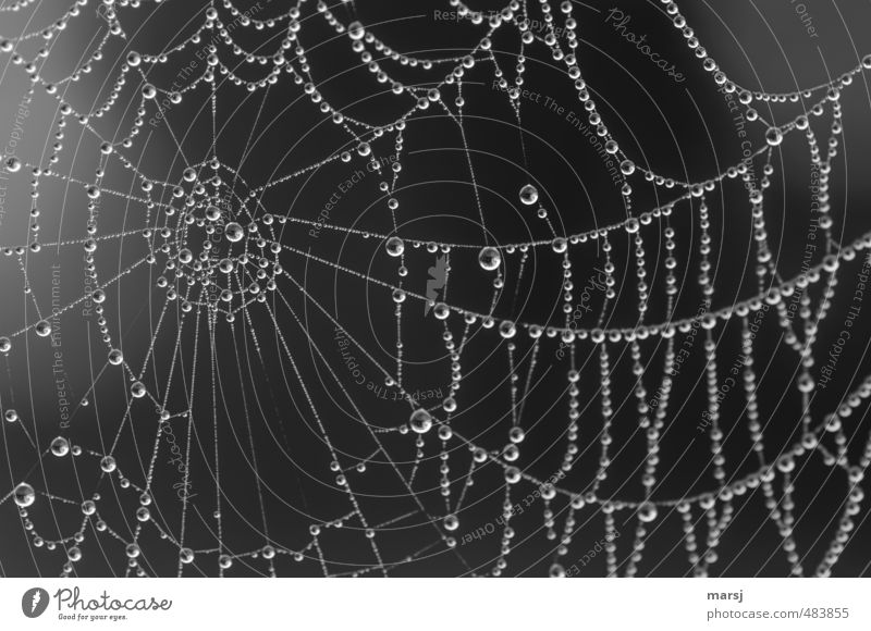 Black and white, almost a hundred beads. Art Work of art Nature Water Drops of water Spring Summer Autumn Spider's web Hang Illuminate Exceptional Simple