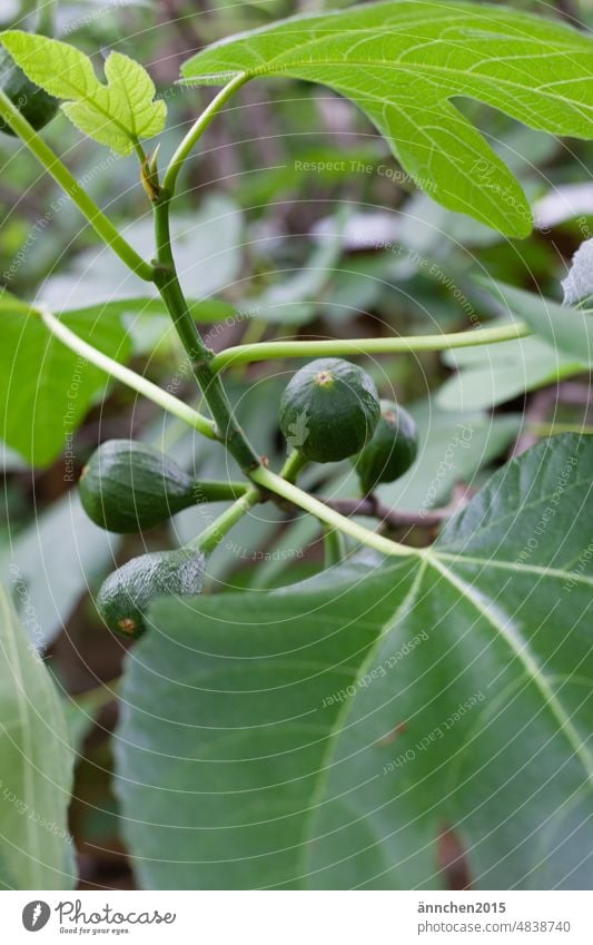 green figs on a fig tree Green Garden Fig Fig tree Fruit wax Food Nature naturally Colour photo Healthy Fresh Juicy Nutrition Figs Raw cute Tire Leaf