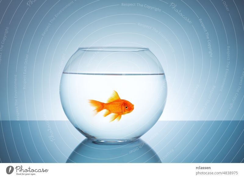 angry goldfish in a fishbowl aquarium carassius auratus fin glass goldfish bowl pet gills pitcher orange swim diving animal underwater house view anxiety