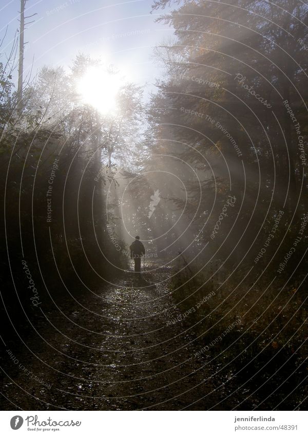 autumn hiker Fog Sunbeam Forest Autumn Hiking Clearing Light Autumnal