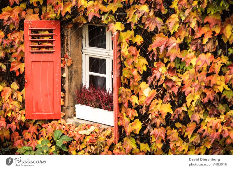 Open for autumn Plant Animal Autumn Beautiful weather Ivy Leaf Garden Village Small Town House (Residential Structure) Detached house Dream house Wall (barrier)
