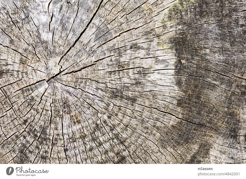 Wood tree texture pattern with year rings abstract arboreal ast background wood board brown carpentry close-up cover dark deciduous trees desk driftwood beam