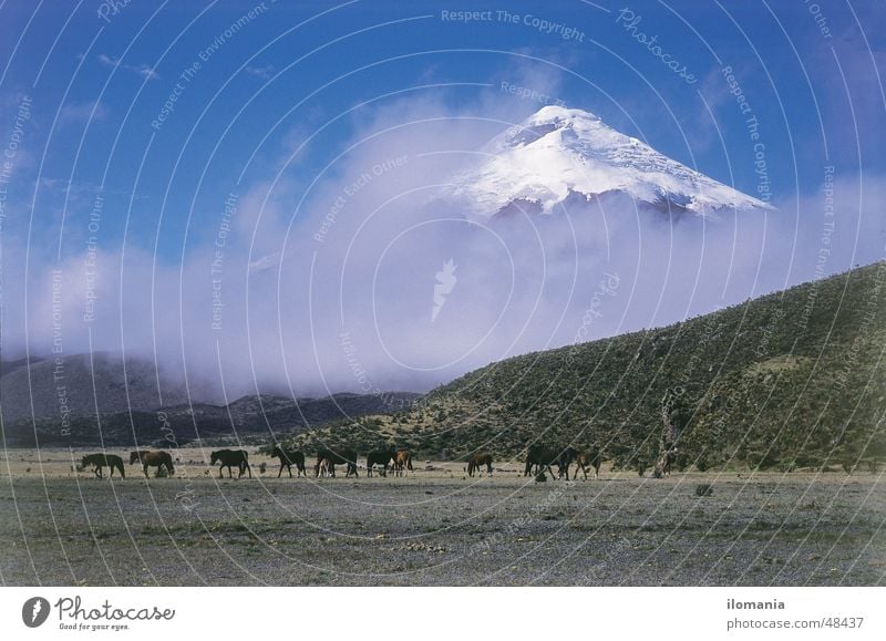 Wild horses in front of the Cotopaxi volcano in Ecuador Clouds South America Horse