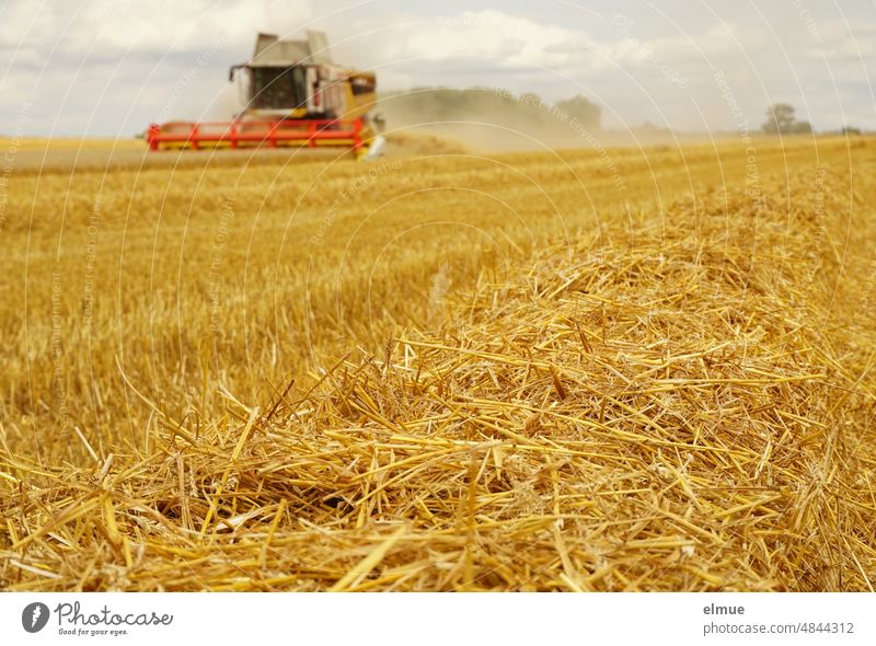 golden yellow grain field during mowing with combine harvester and straw swaths Grain harvest Combine Harvesting technology Nutrition Swath Straw Swath