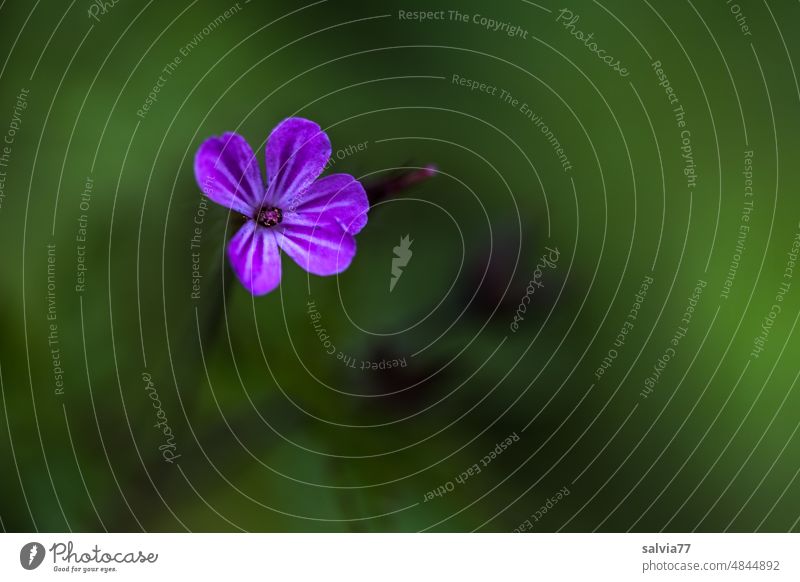 small but fine purple flower of ruprecht weed Medicinal plant Geranium robertianum Stinky Storkbill Flower Blossom Macro (Extreme close-up) pink Green