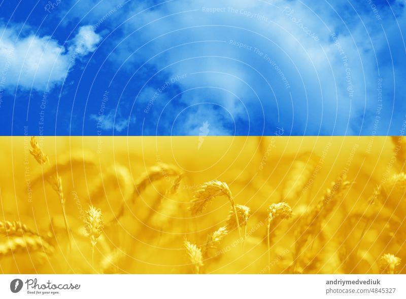 Toned photo of a ears wheat field under sky in the national colors of the flag of Ukraine - blue and yellow. symbol of freedom Ukrainian people. Solidarity with Ukraine