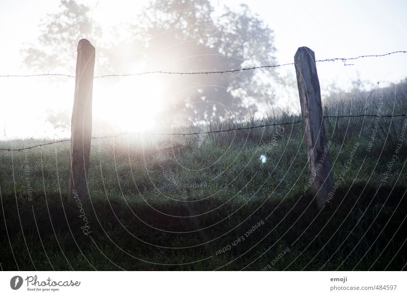 in the morning Environment Nature Landscape Autumn Fog Grass Exceptional Natural Fence Fence post Colour photo Subdued colour Detail Deserted Morning