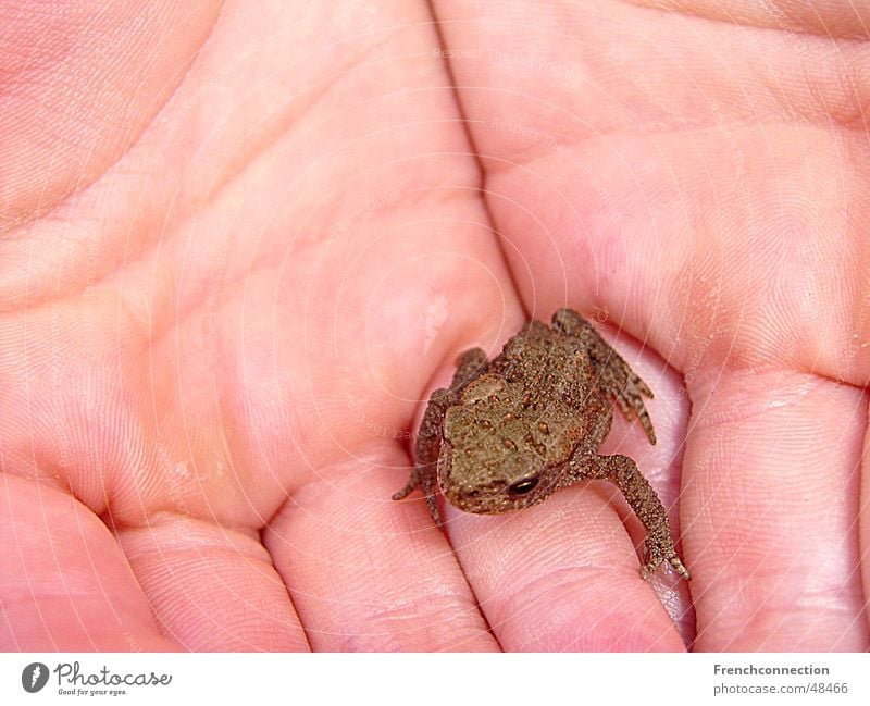 mini frog Sweet Diminutive Life Vacation & Travel Netherlands Lake Meadow big hand Rain To go for a walk