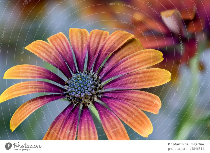 Osteospermum, Cape daisy inflorescence with orange and purple ray florets, cultivar. osteospermum marguerite blossom variety Breeding Hybrids summer flower