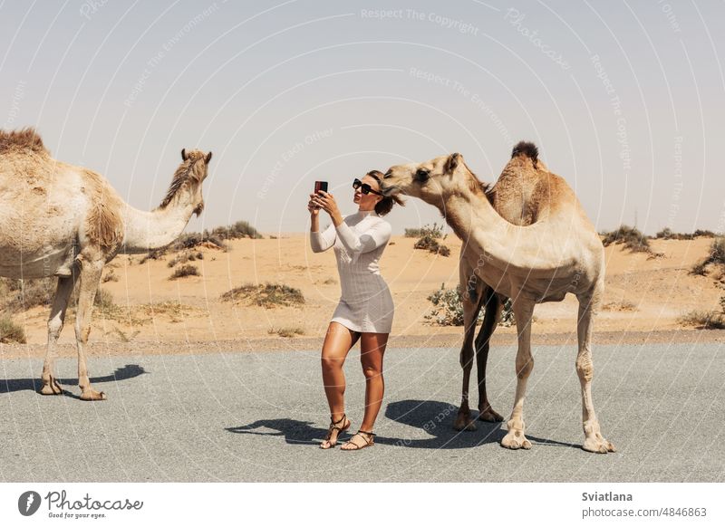 A happy beautiful girl, smiling, takes a selfie with a camel by the road during a trip to the desert, Dubai, UAE photo middle tourism woman animal nature travel