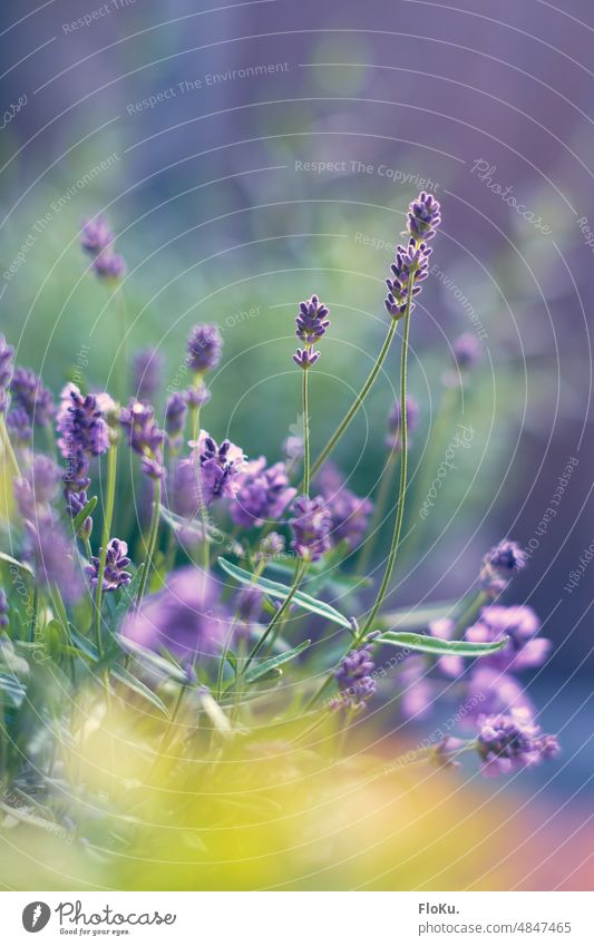 purple lavender flowers Lavender blossoms Flower herbs Plant Nature Blossom Violet Summer Herbs and spices Garden Fragrance Close-up Colour photo Blossoming