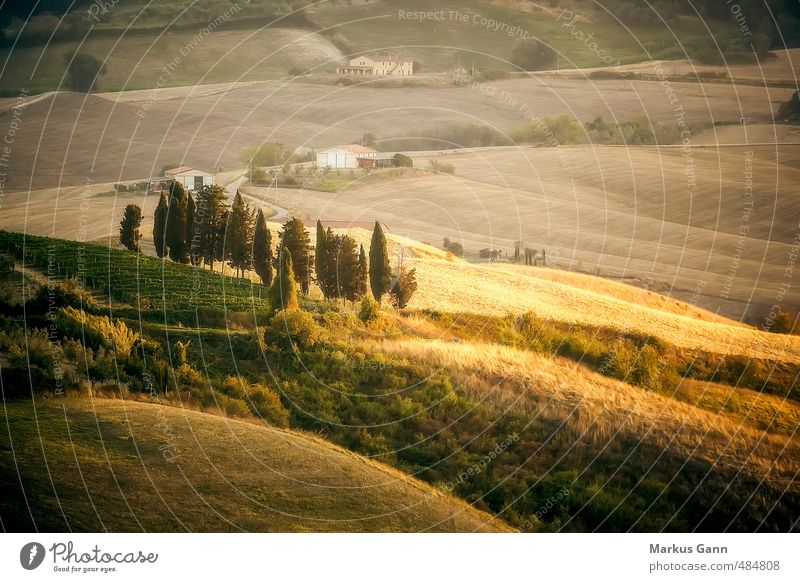 Tuscany Landscape Vacation & Travel Summer Nature Brown Yellow Gold Gray Italy Cypress Light Evening Hill Grassland Field Meadow Tree