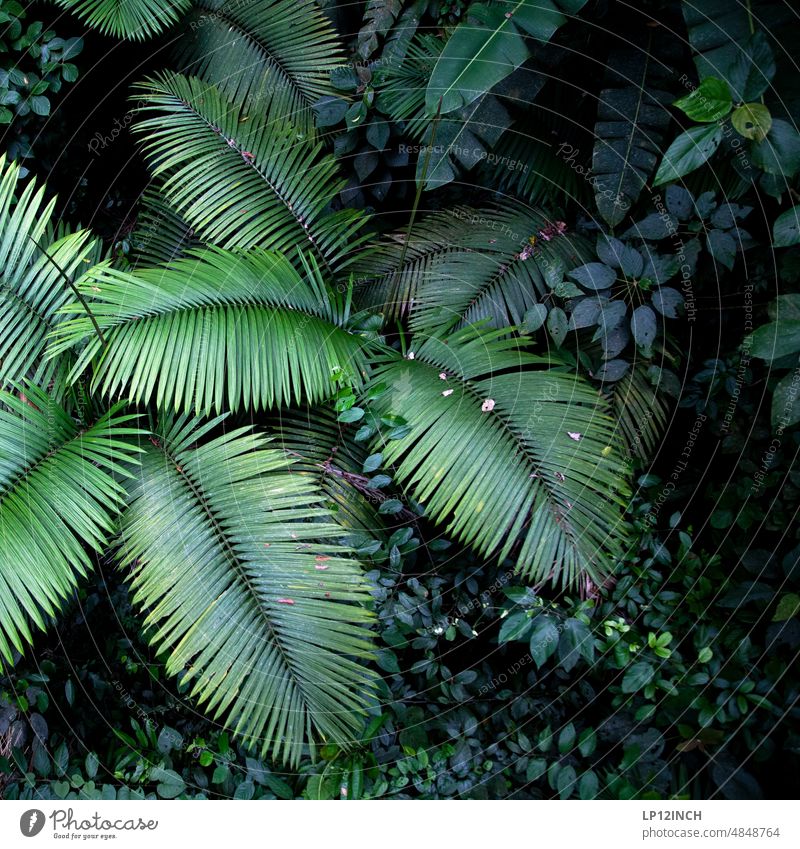 CR IX. palms from above Costa Rica Nature Virgin forest Environment Environmental protection vacation jungles travel Far-off places Green Foliage plant Forest