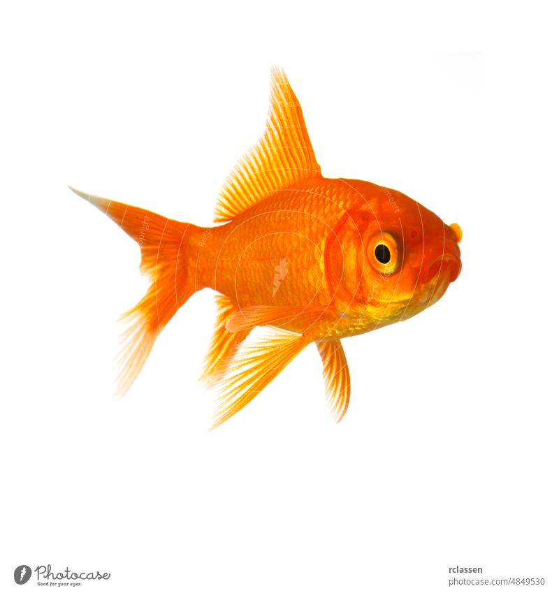 Goldfish in front of a white background animal water goldfish motion critters purity swim underwater pet carp tropical vertebrate orange gills fin looking