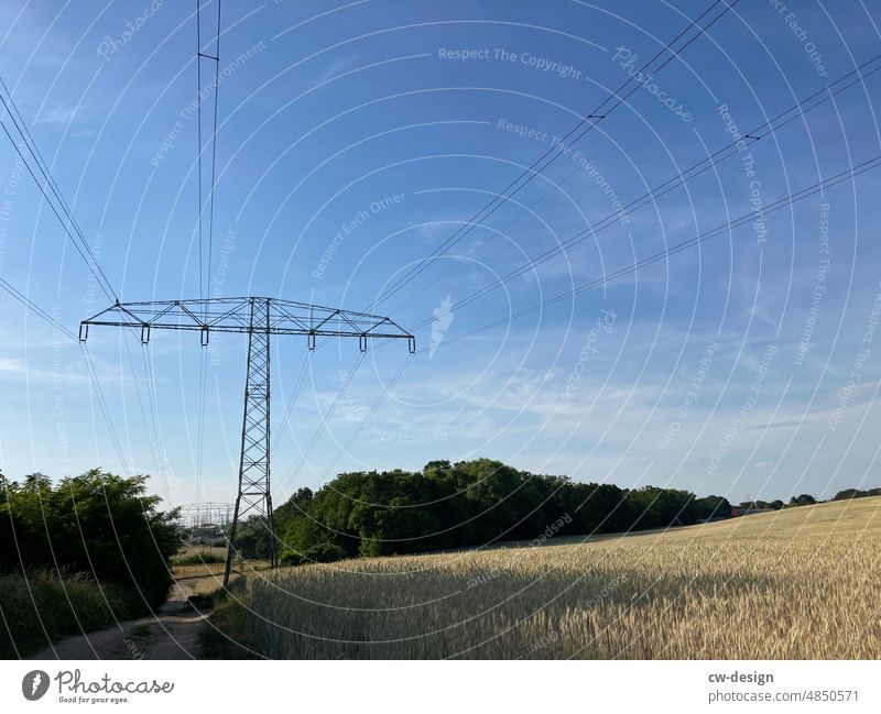 A Koenfeld Grain Field Summer Sky Barley Cornfield Ear of corn Agricultural crop Agriculture Nature Wheat Plant Grain field Environment Ecological Landscape