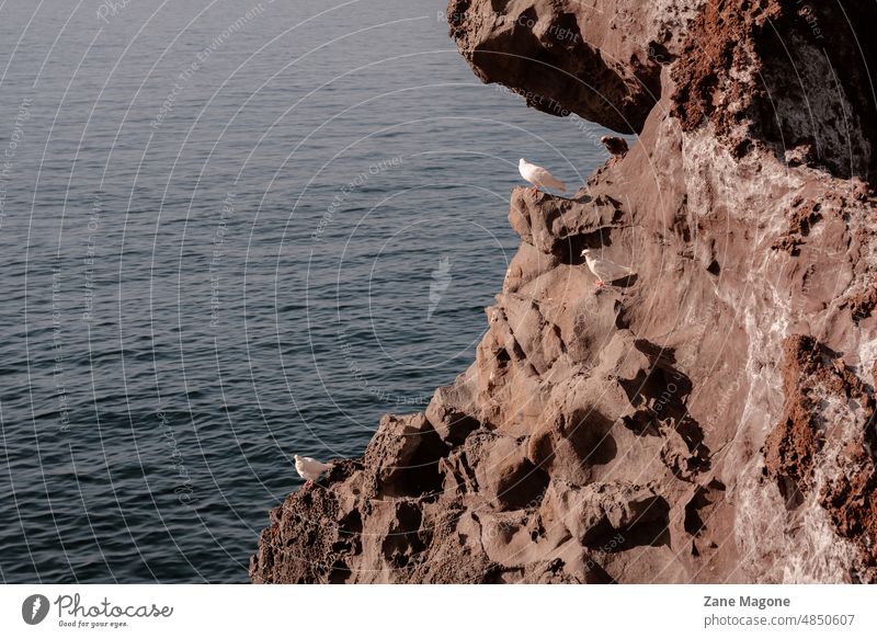 White pigeons watching sunrise on cliffs early sunset seaside birds white blue ocean texture contrast coastline shore Bird Pigeon Cliff travel Ocean Nature