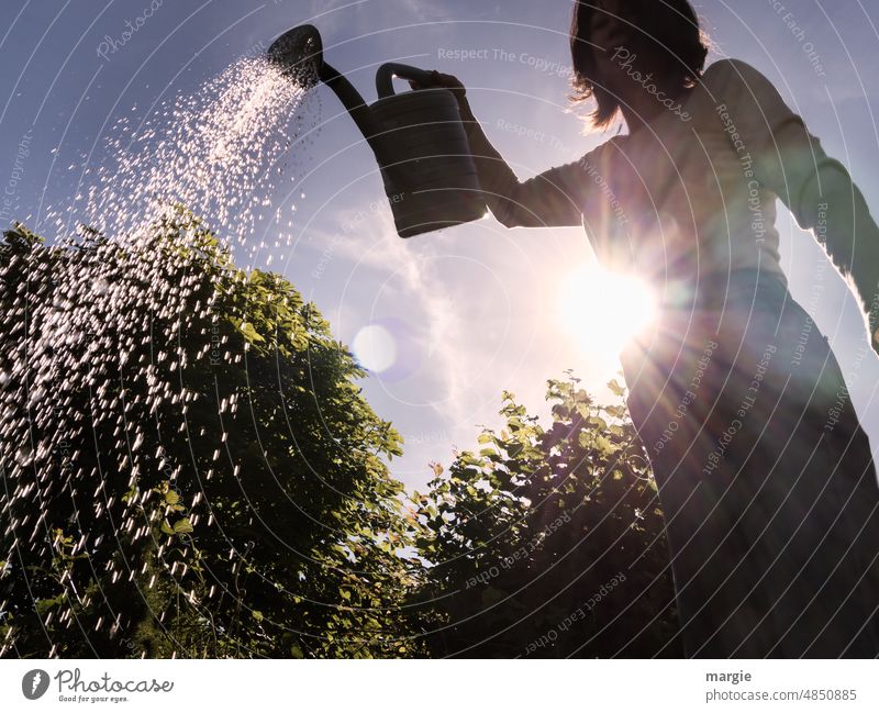 Woman backlit watering in garden with watering can Sunlight Back-light Cast Watering can Garden Summer Colour photo Gardening Green Nature Growth