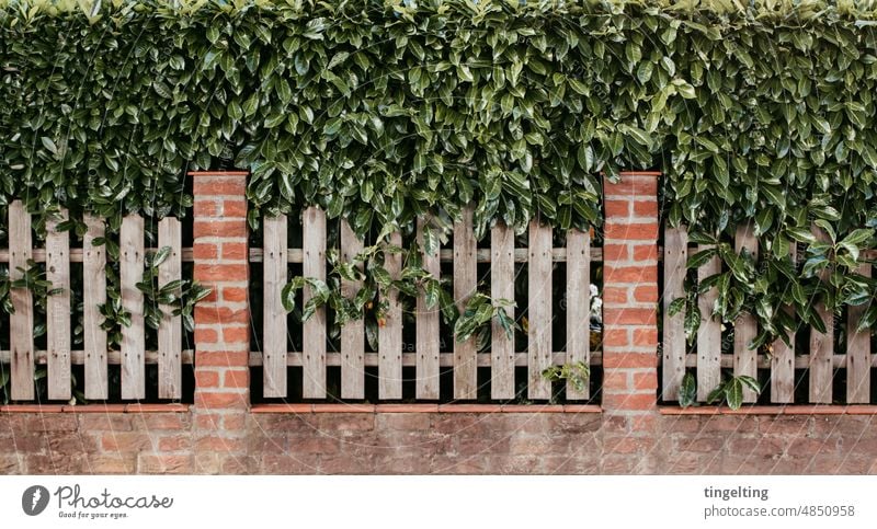 Densely grown hedge with brick wall and garden fence Hedge Garden Garden fence Brick Wall (barrier) Boundary Real estate Screening Green Wooden fence Fence