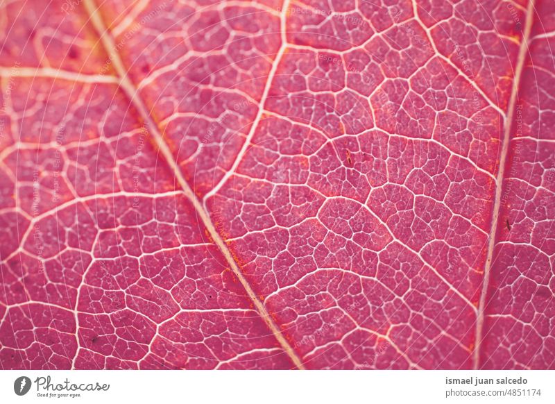 red maple leaf veins, autumn leaves, autumn colors lines pattern detail macro ground nature natural outdoors backgrounds texture textured abstract fresh organic