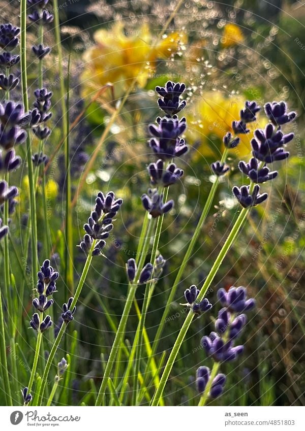 Lavender in sunlight Light Violet Sun Sunset Sunrise Garden grasses Summer Nature Plant Colour photo Blossom Fragrance Flower Exterior shot Blossoming naturally