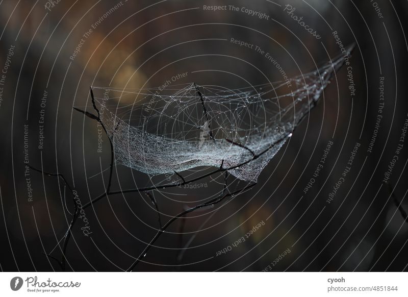 Spider web with water drops in forest Spider's web Net Woodground Forest Winter Autumn somber Eerie Fear Delicate Fine vulnerable Drops of water cross-linked