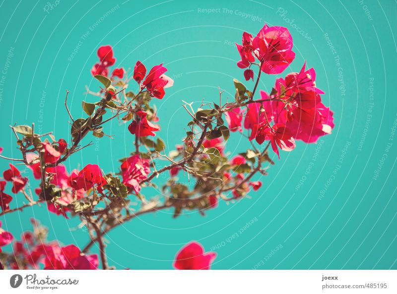 summer Style Exotic Far-off places Summer vacation Sky Beautiful weather Plant Blossom Blossoming Blue Green Pink Red Happy Colour Idyll Senses Bougainvillea
