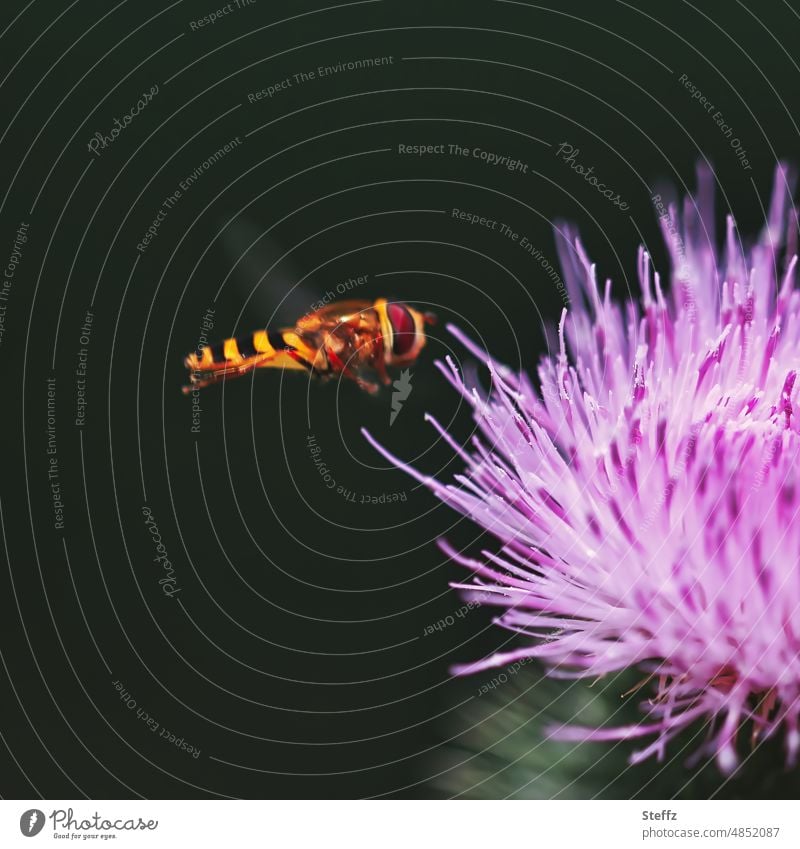 Hoverfly approaching a thistle flower Hover fly Swirling Fly Thistle blossom Easy Ease Standing Fly pollination pollinator Sprinkle Compound eye syrphidae