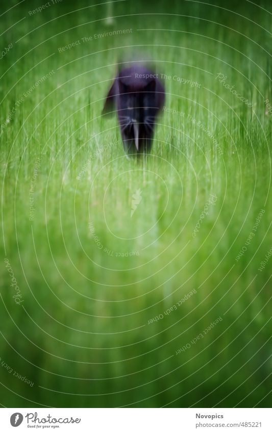mystic cat Nature Landscape Animal Meadow Pet Cat 1 Movement Hunting Walking