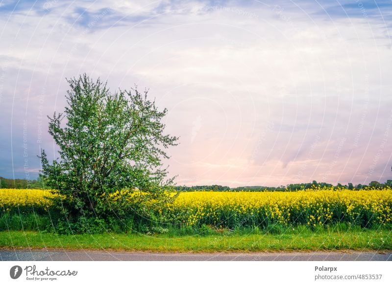 Canola field in the sunset in vibrant yellow colors oil europe growth ecology bio seed scenery outdoors agricultural day scenic farmland country cloud road tree