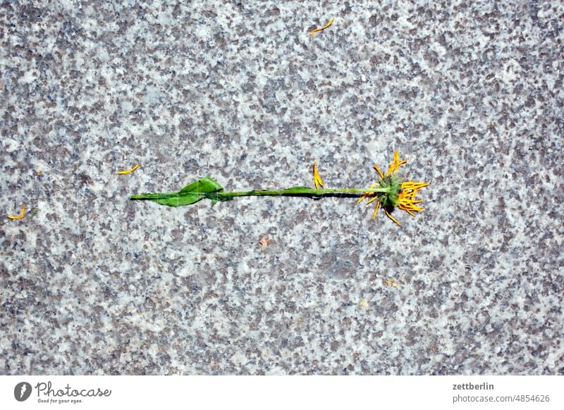 marigold Flower Marguerite Blossom Faded Doomed Sidewalk Marigold composite Lonely on one's own solo Individual Lie Granite off Stone Bouquet Sun Summer Berlin