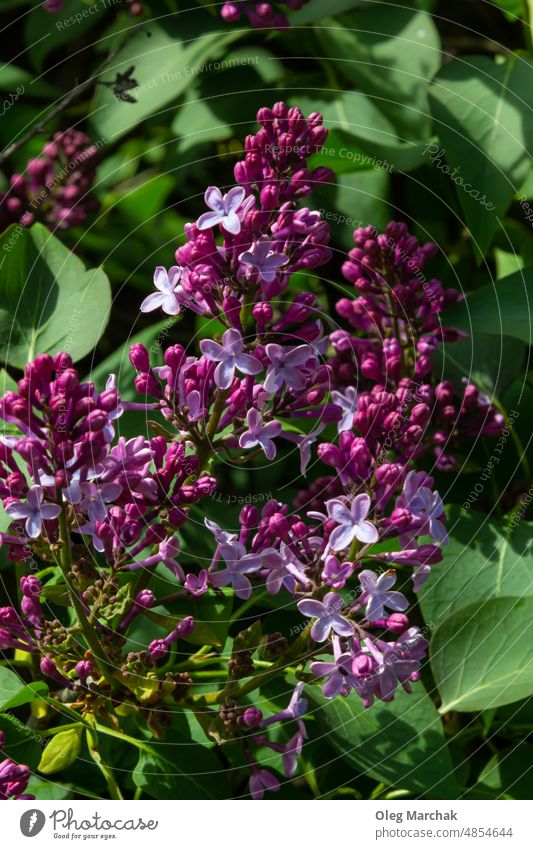 Branch of lilac flowers with green leaves, floral natural seasonal hipster background branch plant purple garden spring nature color blossom beauty blooming