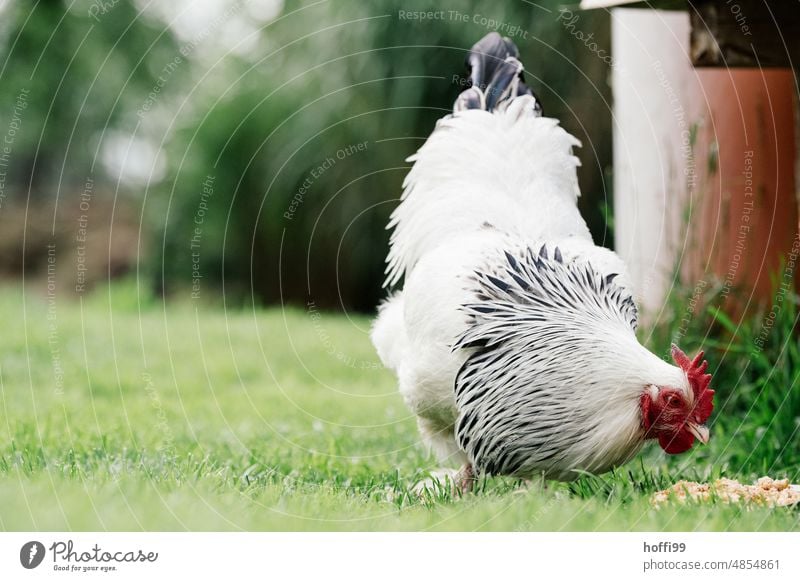 a Sundheim rooster close up Sundheimer Slender-billed Scrub Fowl Poultry Rooster Feather Gamefowl Pet Free-roaming Farm animal Free-range rearing Bird