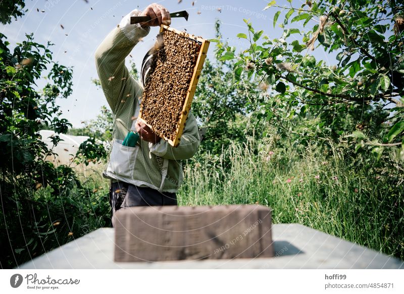 A beekeeper visually inspecting a honeycomb Honey test sighting Visual inspection Beehive Honey bee Bee-keeping Honeycomb beeswax Apiary beekeeping Bee-keeper