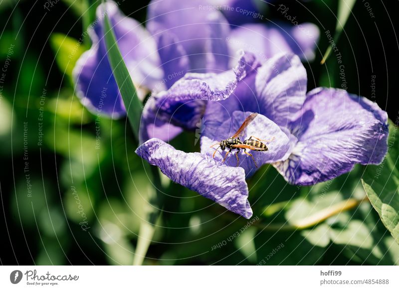 Purple flower with hatching wasp ichneumon fly Wasps Insect purple Purple flowers Summer Violet Blossoming blossoms Grand piano Thorn Pierce Small Wild animal