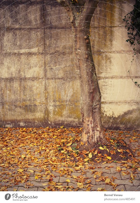 run down Autumn Tree Leaf Wall (barrier) Wall (building) Paving stone Cobbled pathway Brown Yellow Gray Green Black Autumn leaves Dreary Sadness Ivy Concrete