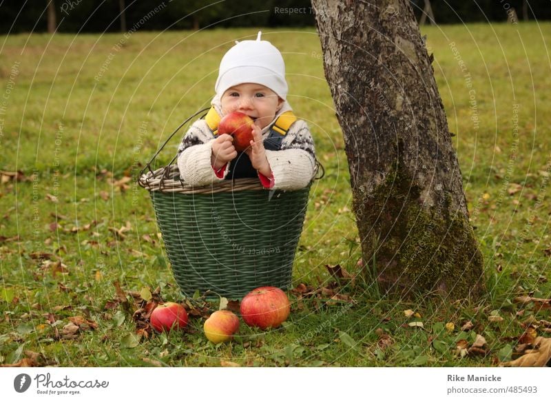 apple harvest Fruit Apple Harvest Thanksgiving Baby Girl 0 - 12 months Nature Autumn Tree Basket To enjoy Smiling Cute Green Contentment Infancy