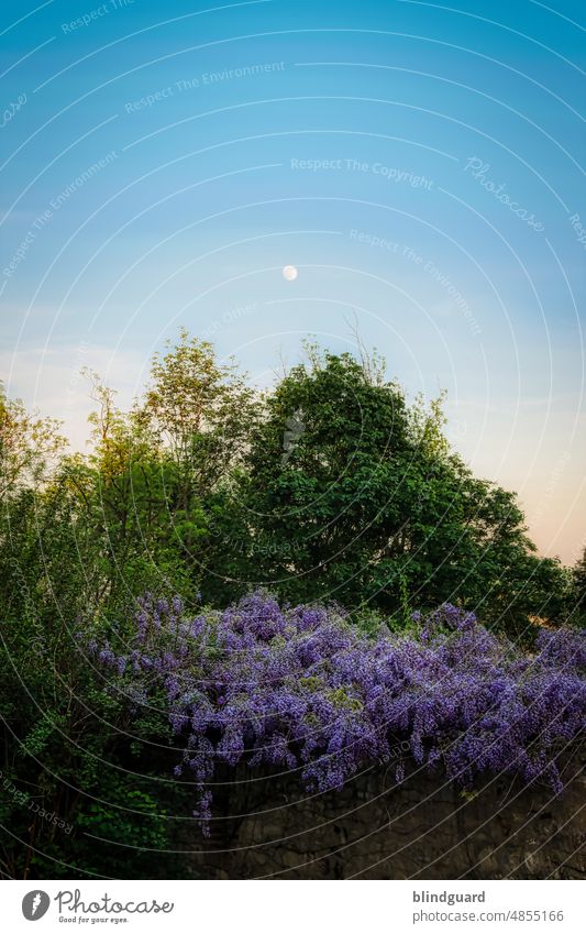 pure nature flowers Moon purple Prague Sunset Blue variegated Summer Plant Blossoming Colour photo Garden pretty naturally Green