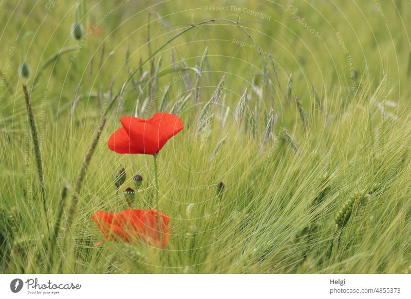 Mo(h)ntag again - corn poppy blossoms, poppy pods and grasses in the barley field Poppy Corn poppy Poppy blossom Poppy capsule Grass Barley Barleyfield