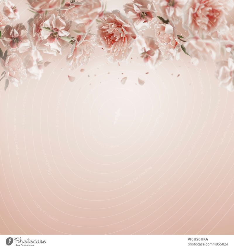Lovely floral background frame with pastel pink peony flowers and flying petals. lovely backdrop front view copy space dreamy soft beauty nature beautiful bloom
