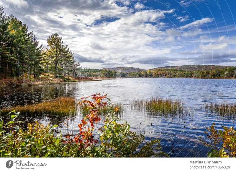 The Witch Hole Pond in the Acadia National Park, Maine lake witch hole pond acadia national park nature maine travel beautiful outdoor forest landscape summer