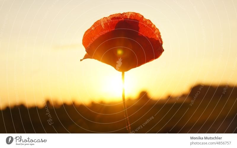 Poppy flower in sunset poppy flower Nature Poppy blossom Flower Summer Red Blossom Plant Exterior shot Colour photo Wild plant Poppy field Corn poppy Idyll