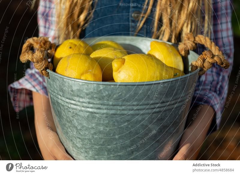 Girl with bucket of lemons in orchard girl gardener countryside harvest summer kid friendly ripe fruit agriculture farmer carry cheerful rural rustic