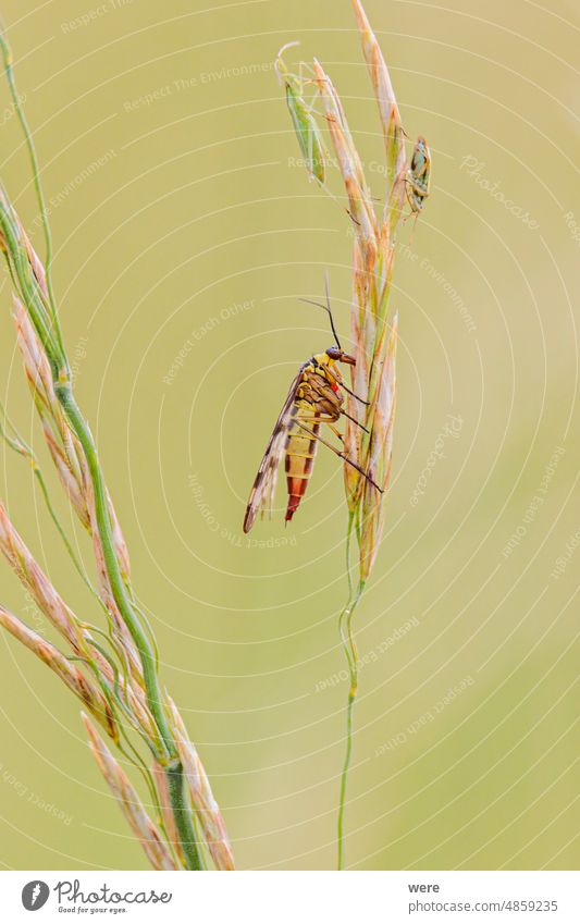 Female common scorpion fly on a blade of grass Insect Panorpa Panorpa germanica animal animal themes animals female german scorpion fly insect meadow flower