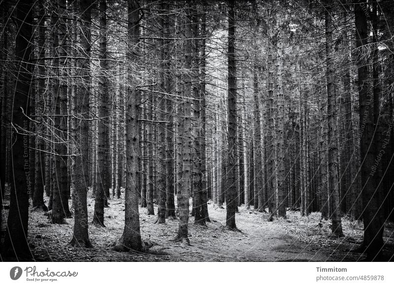 A path in the Black Forest spruces Narrow branches conifers Ground Light Deserted Nature Environment Tree trees off Relaxation Calm Black & white photo