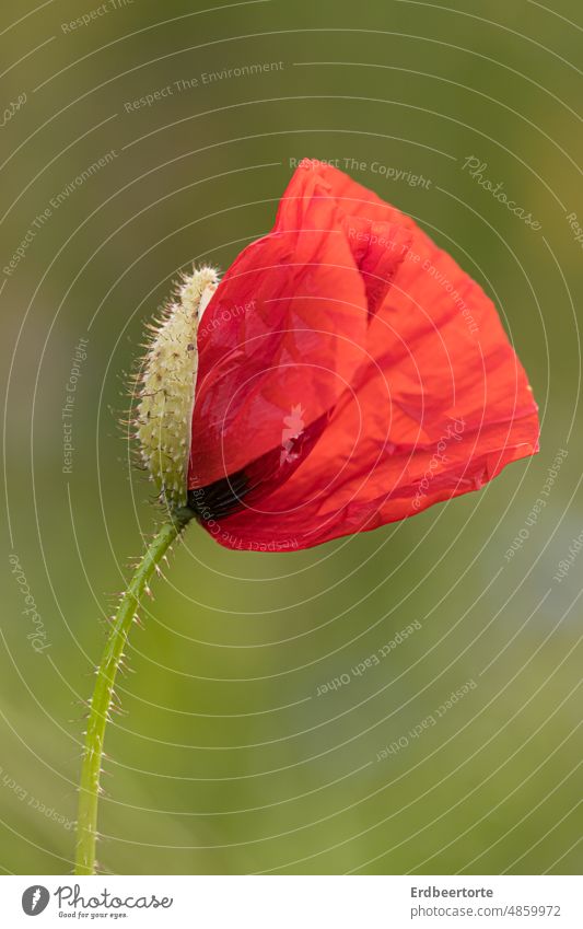 Red poppy in green meadow Poppy blossom Summer Flower Nature Plant Blossom Corn poppy Poppy field Wild plant Exterior shot Idyll Environment Landscape Delicate