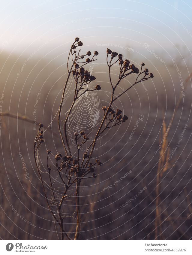 Spider web in sunrise Spider's web Nature Sunrise - Dawn Exterior shot Close-up Fog Autumn Morning Brown Flower Transience Winter Cold Plant autumn mood